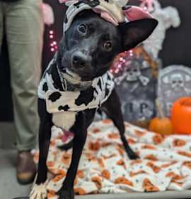 Ganderin Goose photo 2