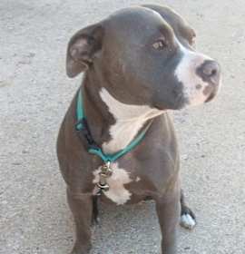 Photo of Cocoa - COURTESY POST