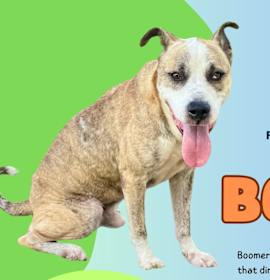 Photo of Boomer (Waived Fee)