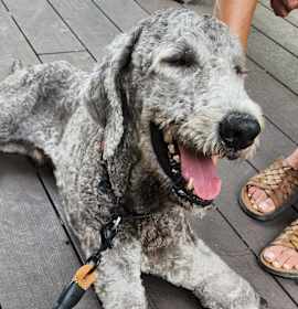 Photo of Goose
