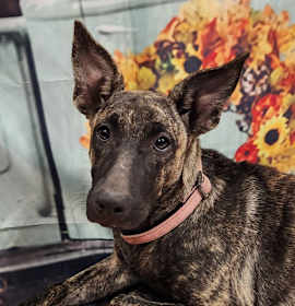 Photo of Pinky Lou LiW