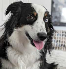 Photo of Panda