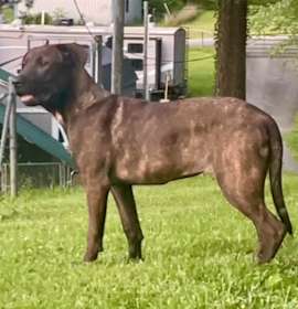 Photo of Brita * Emotional Support Huma