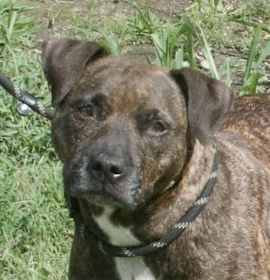 Photo of Monkee in Gloucester VA