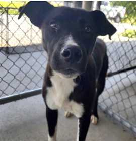 Sidney (in foster) photo 2