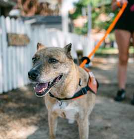 Luscia IN FOSTER photo 2