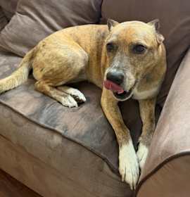 Luscia IN FOSTER photo 3