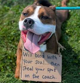 Pound Dog-Bernie #185146 photo 4