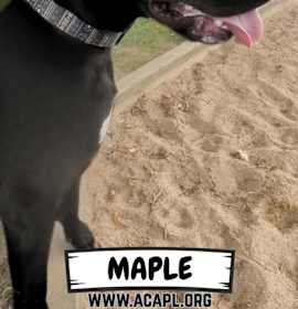 Photo of Maple