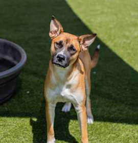 Photo of Nutmeg