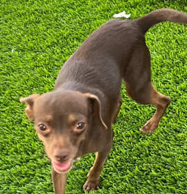 Photo of Sophia Loren