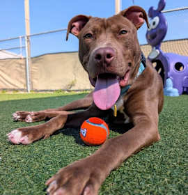 Billy Ray II (foster) photo 1