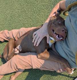 Billy Ray II (foster) photo 2