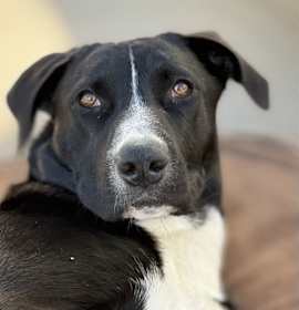 Photo of Veronica Mars