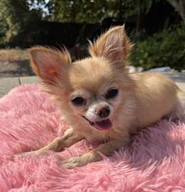 Photo of Poppy (lil chi)