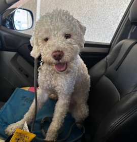 Photo of Bentley