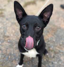 Ganderin Goose photo 3