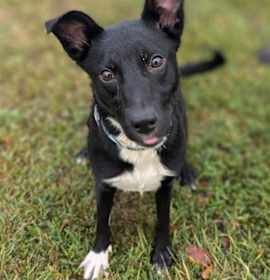 Ganderin Goose photo 4