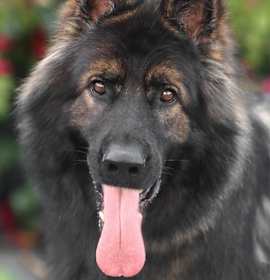 Photo of Bear von Brienz