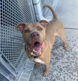 Photo of Gator *Goober*