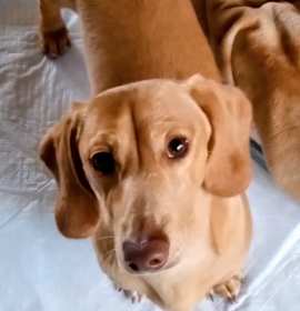 Photo of Jenson-PENDING!