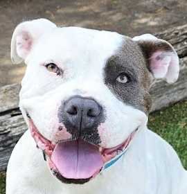 WOW Ms Wynona ~ Pocket American Bully photo 1