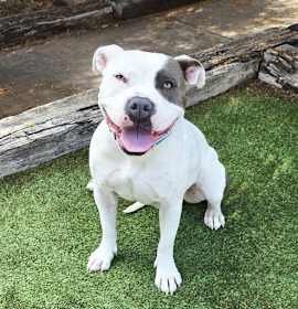 WOW Ms Wynona ~ Pocket American Bully photo 2