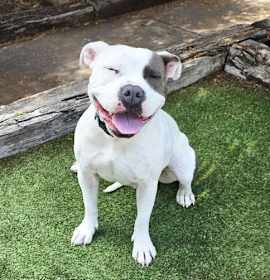 WOW Ms Wynona ~ Pocket American Bully photo 3