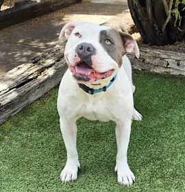 WOW Ms Wynona ~ Pocket American Bully photo 4