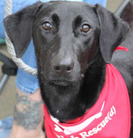 Edie (aka Ziti) photo 1