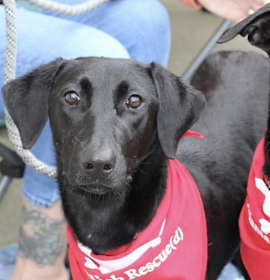 Edie (aka Ziti) photo 2