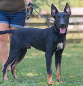 Photo of Hector (Formerly Radar)