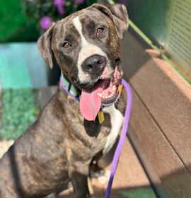 Tessia (foster) photo 1