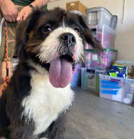 Photo of Oreo