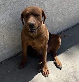 Photo of Lucky