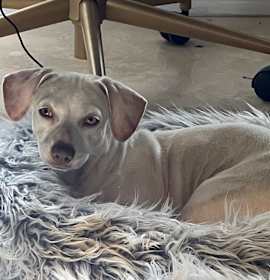 Photo of Harriet AKA Hazel 3388