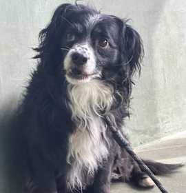 Photo of BASHFUL