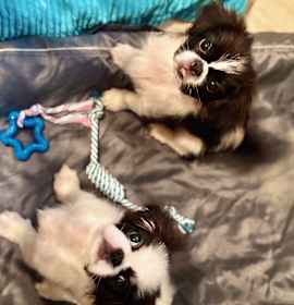 Photo of Chip (Naturally Reared)