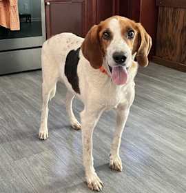 Photo of Action Jackson (aka Roy)