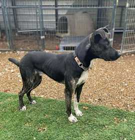 Loki aka LIL Jonathan photo 2