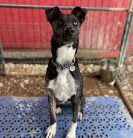 Loki aka LIL Jonathan photo 3