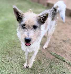 Photo of Kreia (Soi Dog)