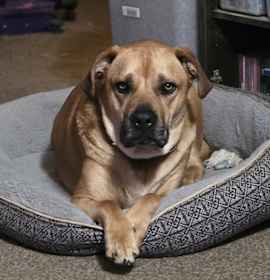 Photo of Holiday Cookies : Macaroon (Louie)
