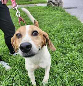 Photo of Boaz Biscuit