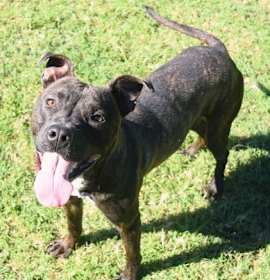 Photo of Beanie Baby