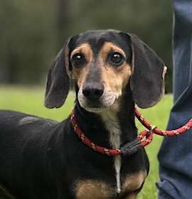 Photo of Homer  And Marge