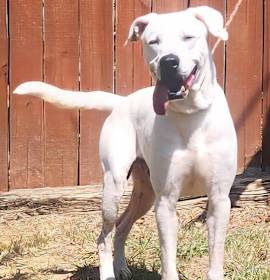 Photo of 251279  Kirk