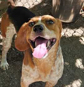 Photo of Ray Charles