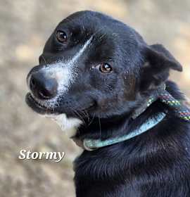 Photo of Stormy