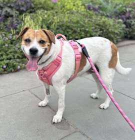 Gemma **Courtesy Post** photo 2